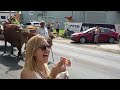 desfile de carretas de bueyes en rincÓn puerto rico.