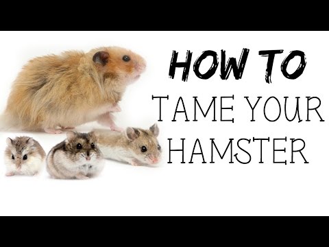 HOW TO TAME YOUR HAMSTER! HOW TO TAME YOUR HAMSTER!