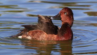 デジスコ 野鳥 2020.11.下旬　メジロガモ　(Ferruginous duck)