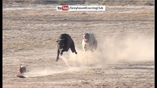 82 Chak race 10-11-12 January 2018 #2 | dog racing