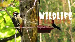 Bird Wildlife Videography 4K #8k #4k #bird