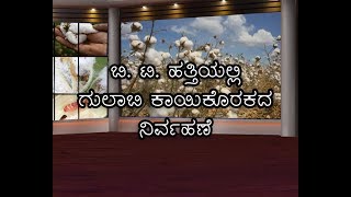 Pink Bollworm in B. T. Cotton-Control & prevention_ಬಿ.ಟಿ. ಹತ್ತಿಯಲ್ಲಿ ಗುಲಾಬಿ ಕಾಯಿಕೊರಕದ ನಿರ್ವಹಣೆ