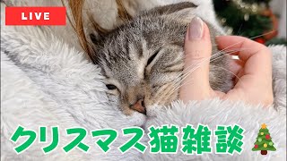 クリスマスの夜は猫雑談に決まりでごわす‼️🐈💨