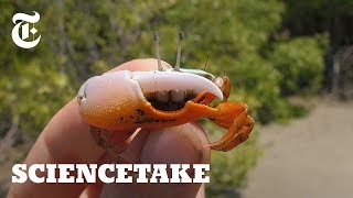 Robot Claw Shows Intricacies of Crab Courtship | ScienceTake