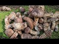 what happens when you grow pine mushroom grown mountains for a year