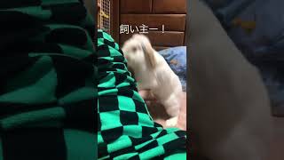 飼い主から離れないうさぎさん