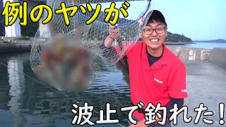 波止で釣りをしたら美味しい〇〇が釣れました！