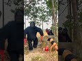 the brave girl was attacked by two ferocious gorillas