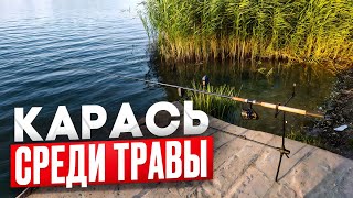 ПОЙМАЙ КАРАСЯ в ТРАВЕ или РИСКУЙ ПРОПУСТИТЬ ЛУЧШИЙ УЛОВ!