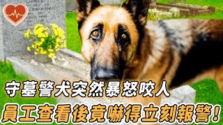 退休警犬為主人守墓三年，某天卻突然暴怒咬傷路人！背後原因竟讓人背後發涼！#不可思議 #奇跡 #反轉 #暖心 #狗狗 #狗 #心靈脈衝