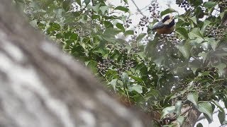 ヤマガラ (Varied tit) の鳴き声。March 11,2018