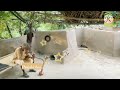 village life in pakistan mud house village life style mud house in pakistani vlogs