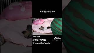 1日中寝てるチワワがこちら笑🥹#チワワ #shorts #犬