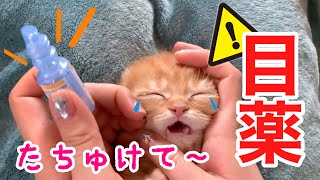 子猫の目の病気？風邪？切ない鳴き声で目薬頑張る【短足マンチカン ひな子】