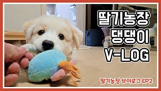 고양이를 난생 처음 본 강아지 브이로그 (feat.양액재배) [청년농부 딸기농장 V-log]