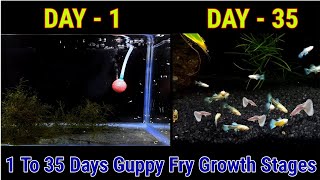 Guppy Fry Growth Stages Day 1 To Day 35