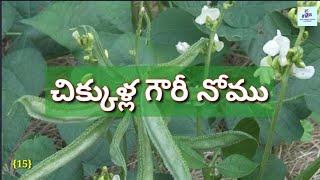 15.చిక్కుళ్ల గౌరీ నోము Chikkula Gouri Nomuసంసారంలో చిక్కులులేకుండాసుఖసంతోషాలతో సిరిసంపదలకోసంచేసేనోము