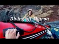 Cold Water Pauas With a Newbie | a couple dives off Akaroa