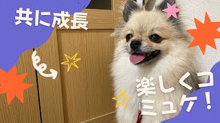 【ポメチワ成犬】呼び戻しができるように！