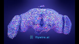 The FlyWire Connectome