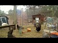 Happy chicken cam - Georgia