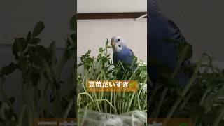 豆苗を食べるインコさん