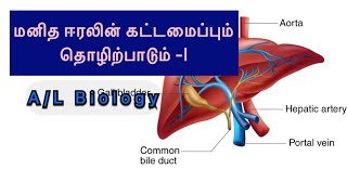 மனித ஈரலின் கட்டமைப்பும் தொழிற்பாடும் - Part I A/L Biology- Unit 5- Animal form and Function