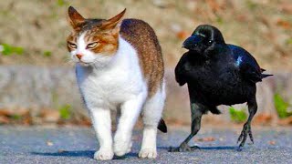Top 5 Things You May Not Know about Crows