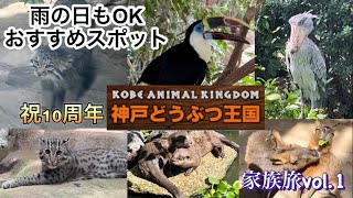 【家族旅】10周年！神戸どうぶつ王国がすごすぎた！雨の日も行けるオススメスポット#animals#マヌルネコ#ハシビロコウ