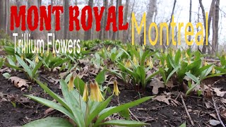 MONT ROYAL Summit Woods/Montreal/Spring Flowers/Trillium Flowers