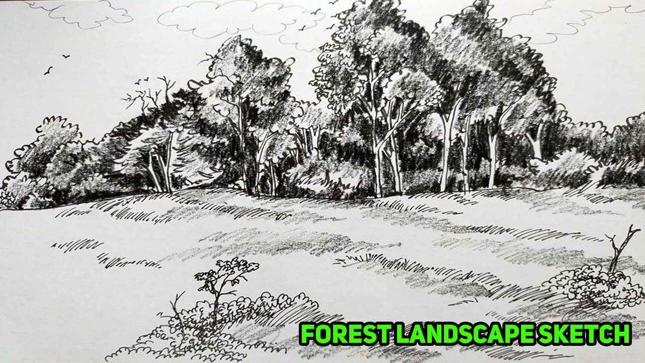 How To Draw Forest Landscape