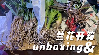 兰花开箱视频 unboxing open