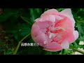 李白《清平调》罗豪 演唱 chinese poetry 《说说唱唱英雄情》《南洋风。诗词曲》（云想衣裳花想容，春风拂槛露华浓。）