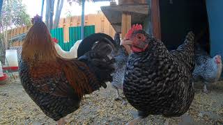 Backyard Chickens Coming Out Of The Coop In The Morning Roosters Crowing Hens Clucking!