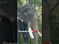 pampadyrajan kottayam gajamela gajamela2024 ithithanam elephantshow live viral livevideo