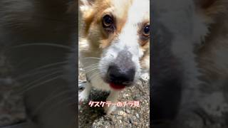 1人で出来ないもん #corgi #jackrussellterrier #犬 #コーギー #ジャックラッセルテリア #ひとりでできるもん