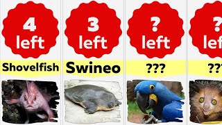 Comparison: Top 50 Rarest Animals in the World