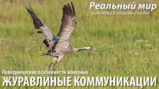 Журавлиные коммуникации. Серый журавль (Grus grus).