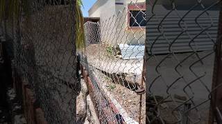 Installation Chain Link Fence | How to Install Chain Link Fence #trending