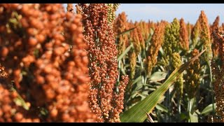 Scott Commens: A66 sorghum produces above district average in dry southern Queensland conditions