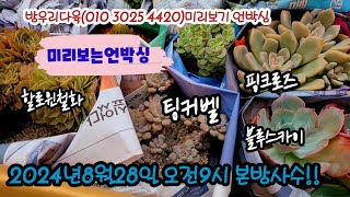 방우리다육에서 데려온 군생들 방송전 언박싱해요!!  팅커벨 할로윈철화 예쁘다!!