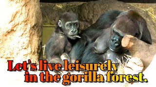 のんびり行こうよゴリラの森で・・・１　上野動物園　ニシゴリラ　Let's live leisurely in the gorilla forest. Ueno Zoo, Western Gorilla