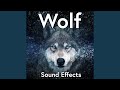 Single Wolf Makes Several Aggressive Growls and Snarls