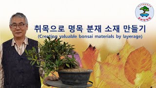 취목으로 명목 분재 소재 만들기(Creating valuable bonsai materials by layerage)