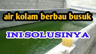 penyebab air kolam ikan bau amis dan cara mengatasinya