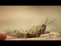 egyptian locust anacridium aegyptium ეგვიპტური კალია