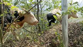 The gayal known as Drung ox or mithun,  large domestic cattle distributed in Northeast India, 