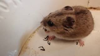 Hamster VS Spider Hamster gegen Spinne Hamster unser Monster