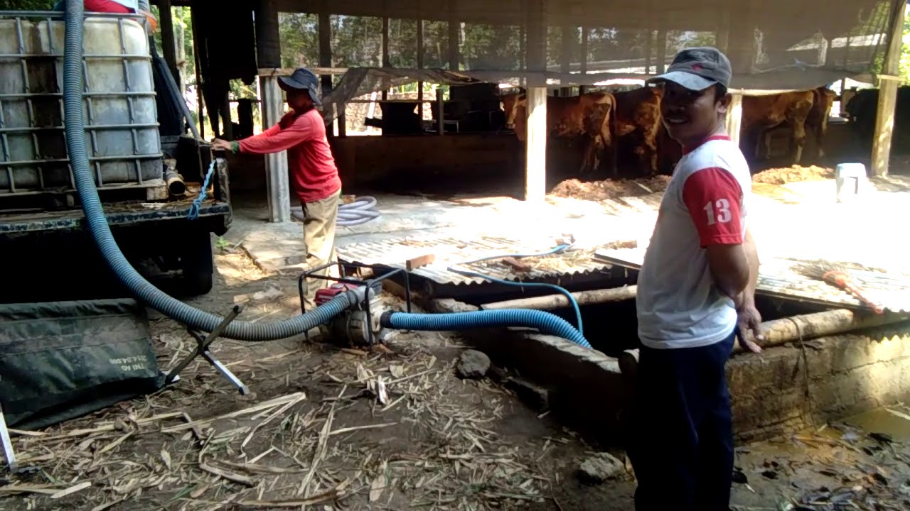 Pupuk Cair Dari Limbah Biogas Baik Untuk Tanaman - YouTube