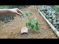 cheap simple ideas drip irrigation system easy to make and fast from plastic bottles free